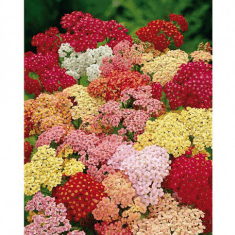 Des images de diff�rentes plantes